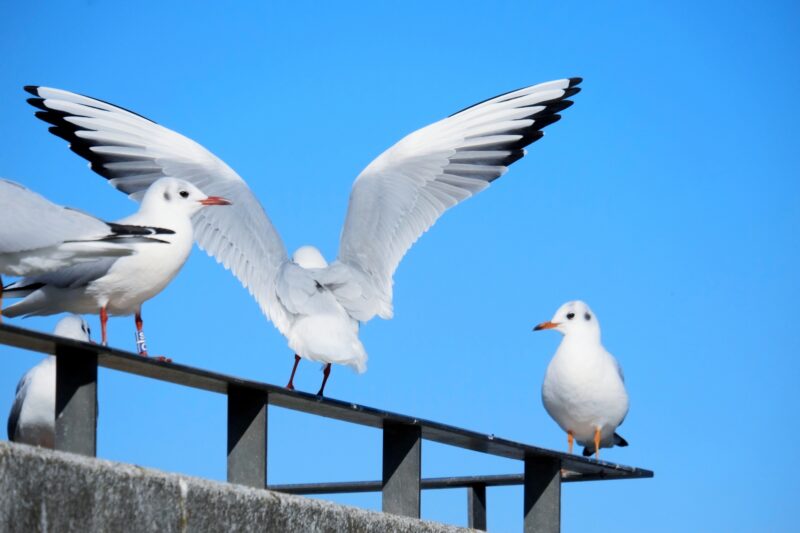 満足して伸びるカモメ